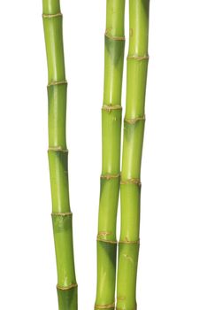 green bamboo isolated on a white background