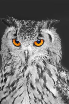 Eagle owl in black and white with bright orange eyes