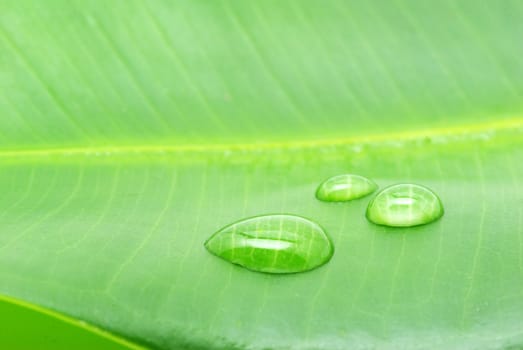 Dew drop on a blade of grass 