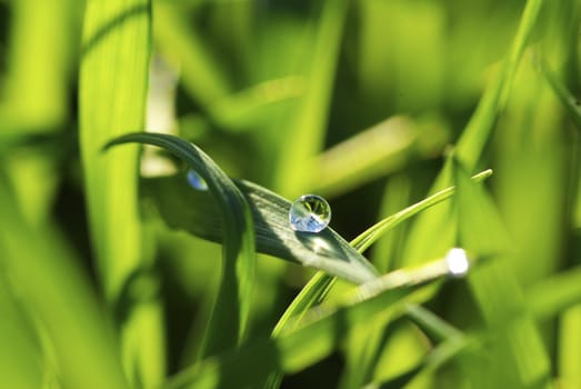 Dew drop on a blade of grass 