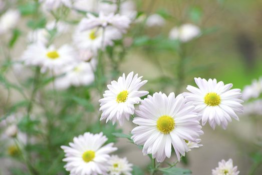 white flowers on green background