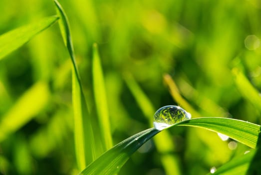 Dew drop on a blade of grass 