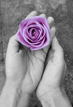 Hands holding a purple rose