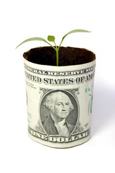 New seedling growing from a one dollar note