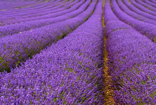Rows of lavender flowers in bloom