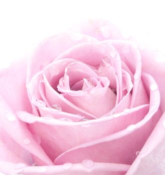 Closeup of a beautiful pink rose with water droplets 