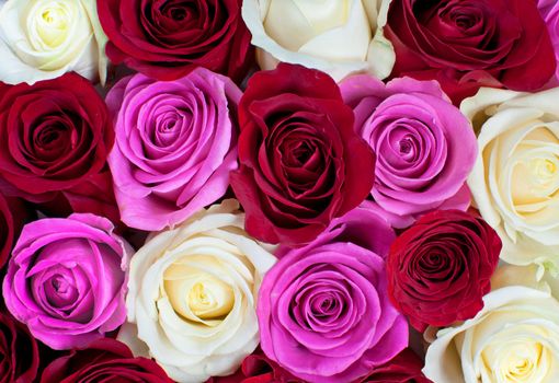 Red, pink and white flower heads 