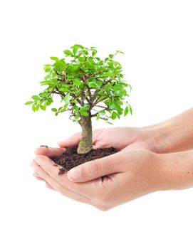 Hands holding a small bonsai tree