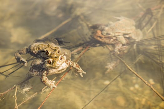 Close up of mating toads, Bufo bufo, in a pond
