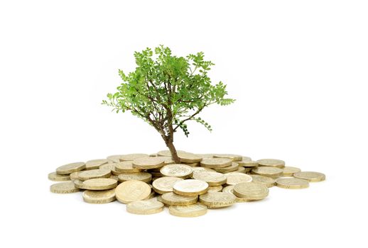 Tree growing from a pile of coins 