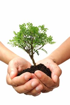 Hands holding a small tree over a white background