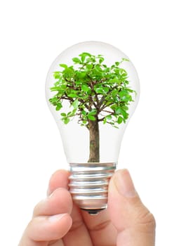Hand holding a light bulb with a small tree inside 