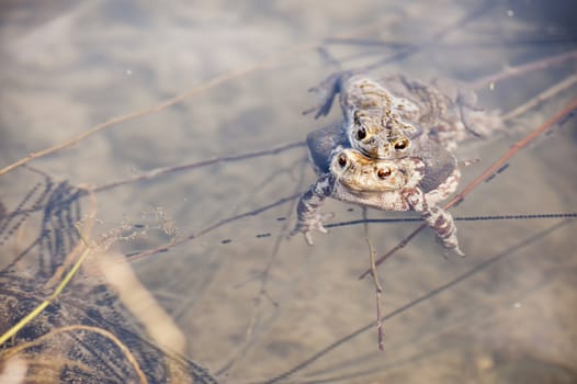 Close up of mating toads, Bufo bufo, in a pond