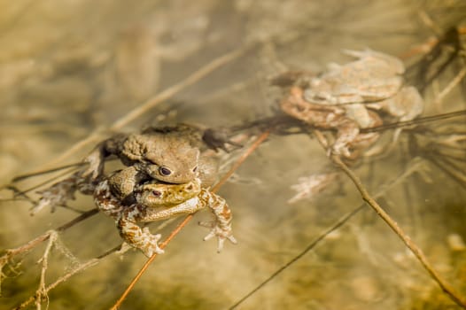 Close up of mating toads, Bufo bufo, in a pond