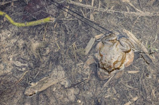 Mating toads, Bufo bufo, camouflaged in their environment
