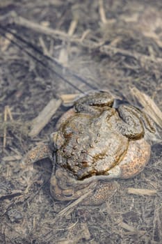 Mating toads, Bufo bufo, camouflaged in their environment