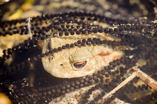 Close up of a male toad, Bufo bufo, in a pond with rows of eggs