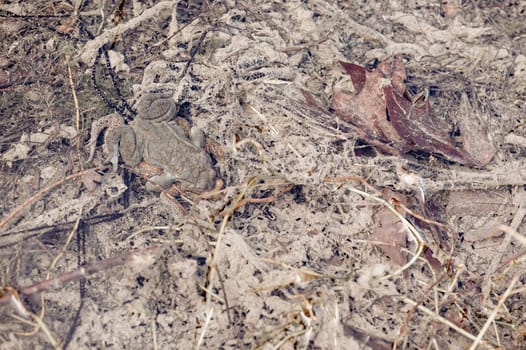 Mating toads, Bufo bufo, camouflaged in their environment