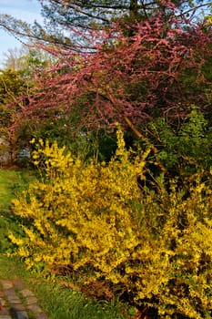 Colorful bushes at spring sunset
