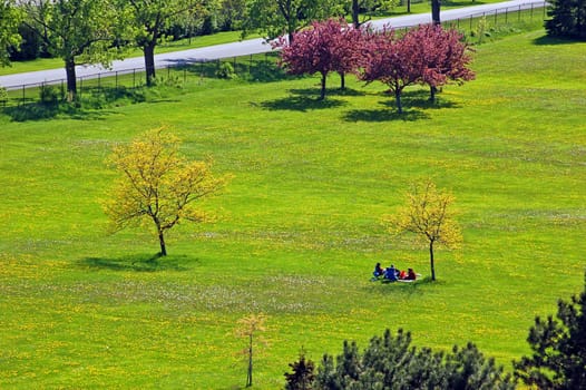 Landscape - People and lonely tree on the field with small flowers