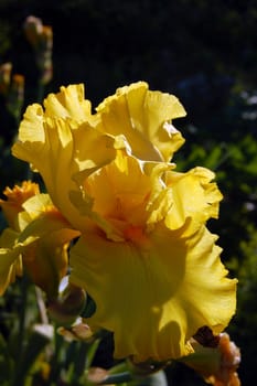 Yellow iris in sunset light