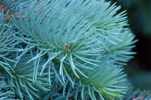 Branches of evergreen tree.
