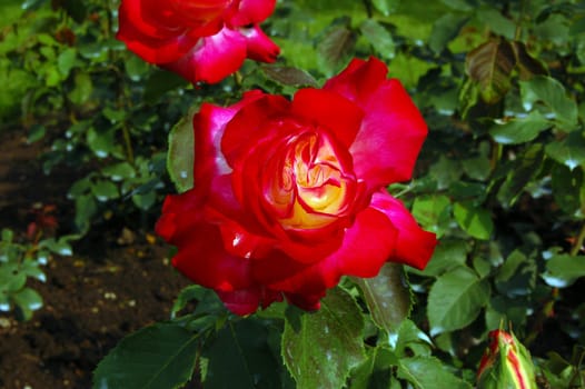Red rose on green grass background