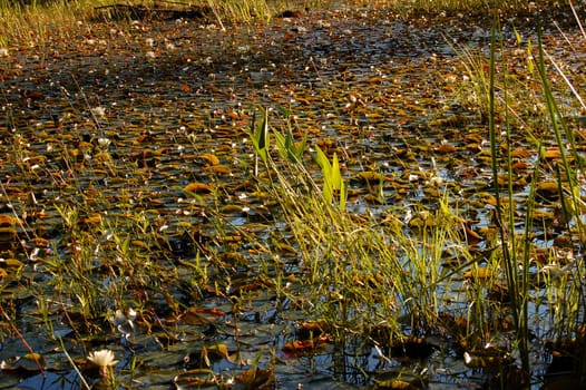 Grassy marsh in sunset light