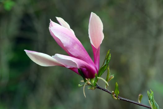 Magnolia flowers in evening time