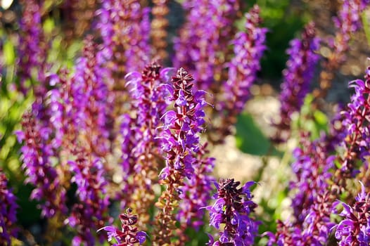 Liatris punctata flowers in sunset light in blure background