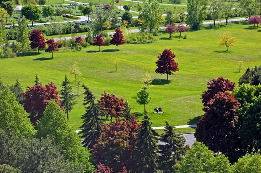 Landscape - Small park and grass field with small flowers