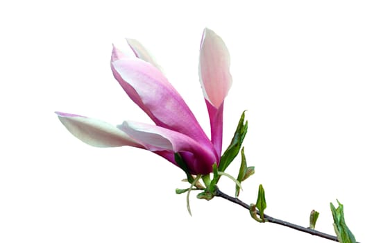 Magnolia flowers in evening time isolated