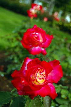 Red rose on green grass background