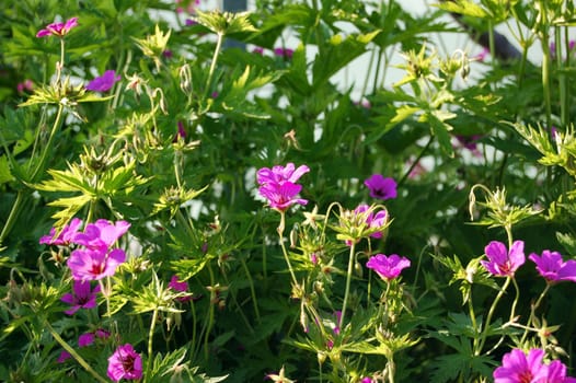 Magenta flowers in sunset light in green grass background