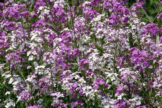 White and violet flowers