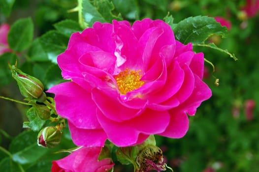 Red rose on green grass background