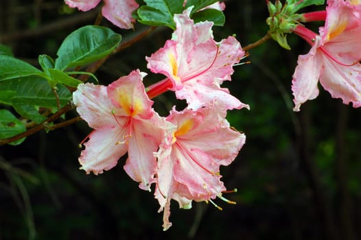 Fine white and pink rododendron in a garden
