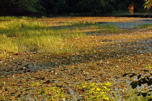 Grassy marsh in sunset light