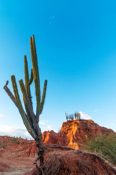 Cactus with a red rock desert bathed in dramatic light behind it