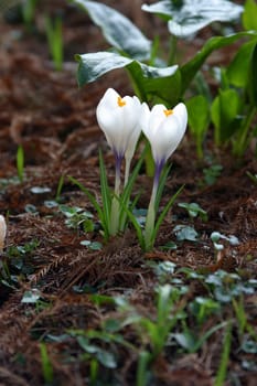 White crocus