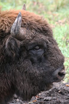 Wild bison in the summer in reserve