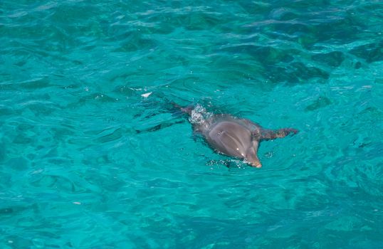 grey dolphin swimming in clear turquoise sea water 