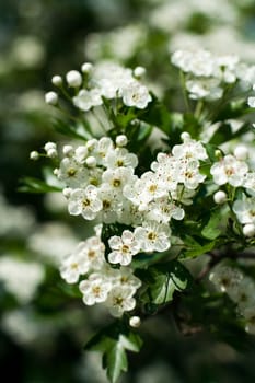 Apple Blossom. Spring garden