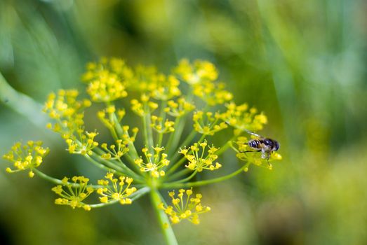 Flower of the dill ,rural economic culture,useful spice