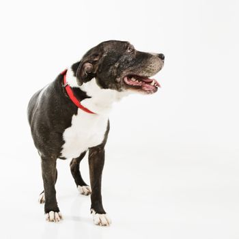 Black and white panting dog looking to side.