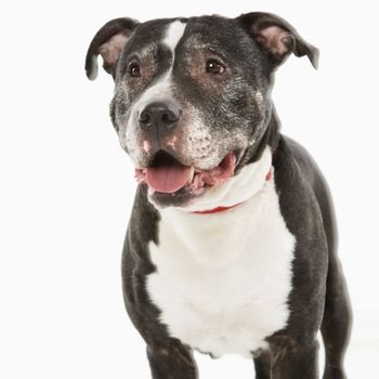 Portrait of black and white panting dog.