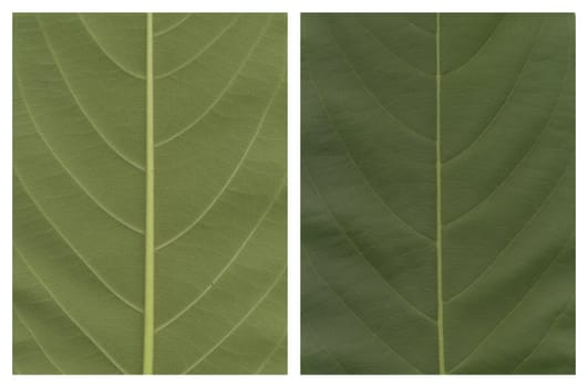 two sides of a leave nature concepts this image is front and back cover page dimension 22X29 cm each at 300dpi file size 20.3MP