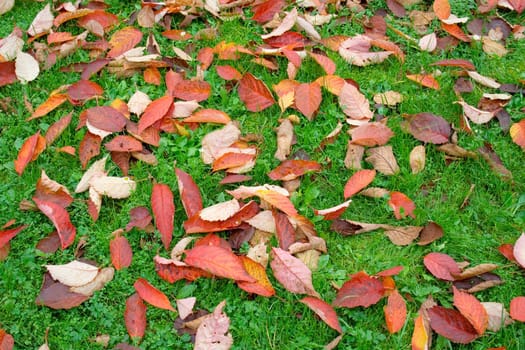 red autumn leaves on a green grass