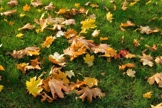 fall leaves on the ground