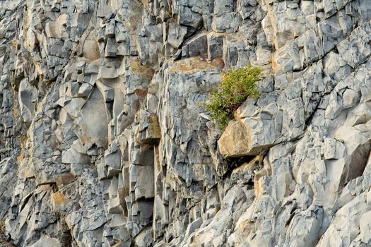 Bush on the littoral rock. Close up. Northern Caucasia